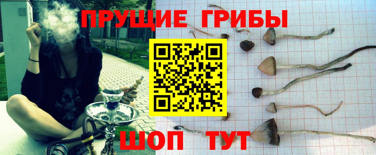 Галлюциногенные грибы MAGIC MUSHROOMS  Псилоцибиновые грибы GOLDEN TEACHER  Тайшет  Вход с VPN 